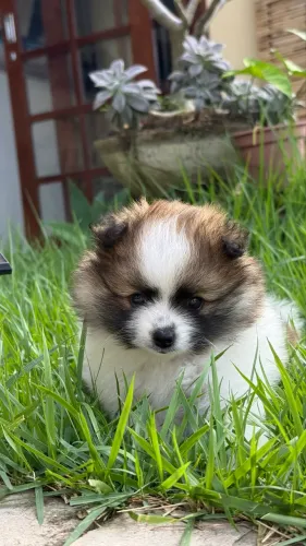Filhote de Lulu da Pomerania 