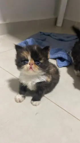 Gato persa 