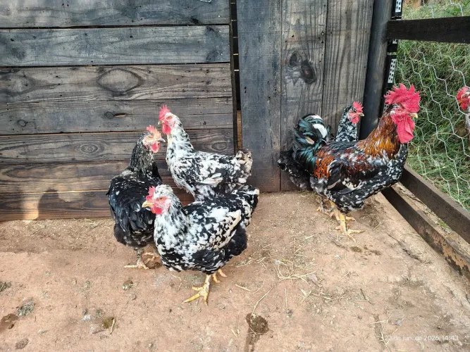 Galinha sertanejo balão