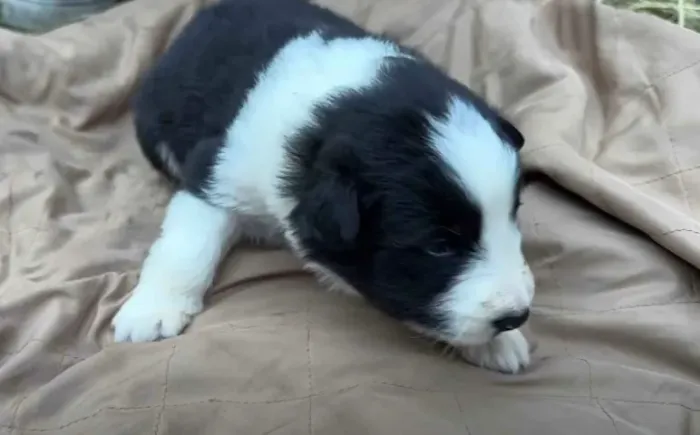 Filhotes de Border Collie  | Charme que conquista rápido!