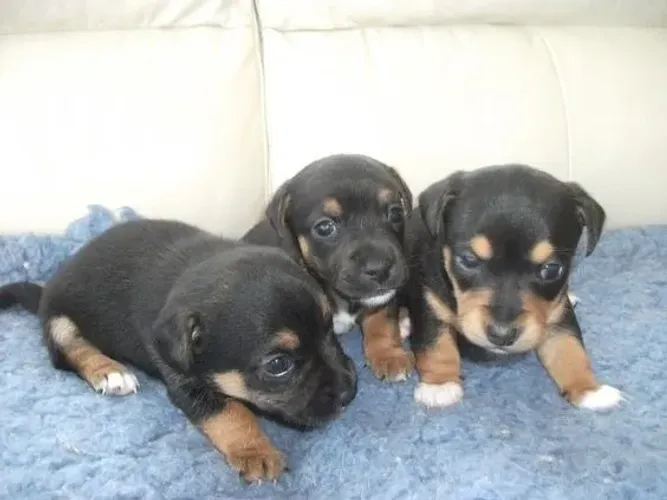 pinscher