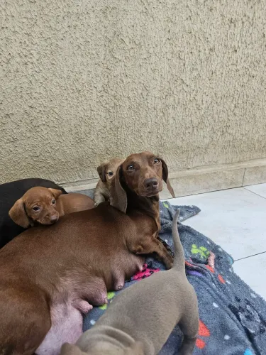 Venda salsicha ou basset 