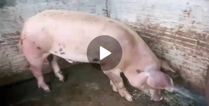 Casal reprodutor de porcos da raça piétrain com Duroc.