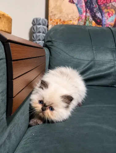 LINDO GATINHO PERSA