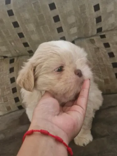 Shih tzu macho cor creme $750,00 pronta entrega  zap * 