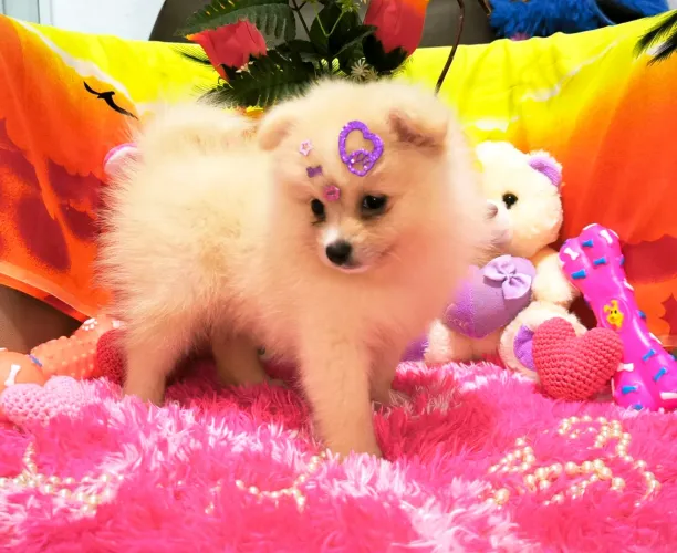 Lulu da Pomerânia fêmea 