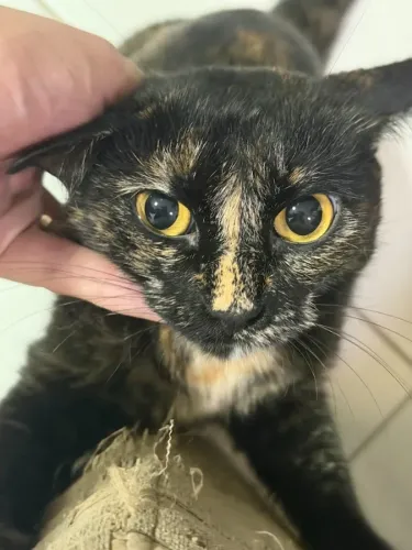 Doa-se Gato Castrado Fêmea