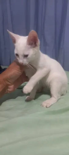 Gatinhos para doação 