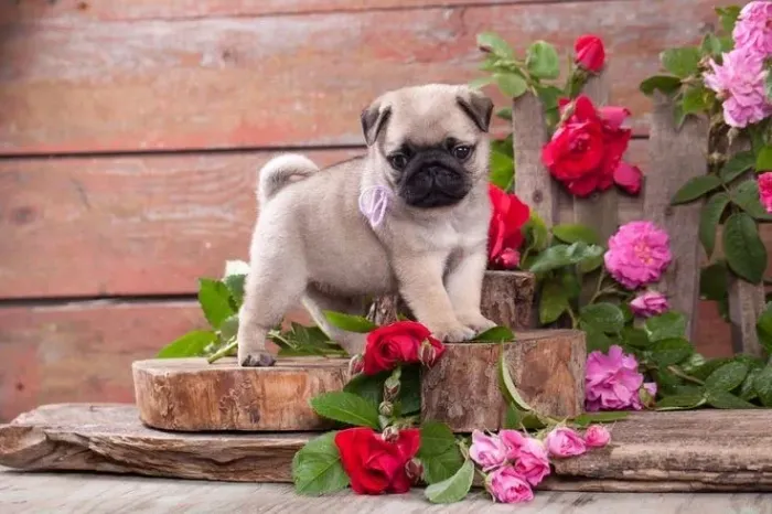 Pug - Filhotes Cheio De Afeto