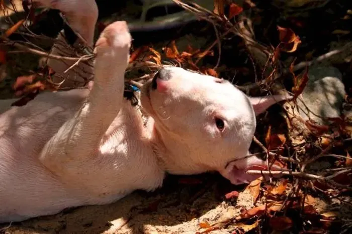 Seu Filhote de Bull Terrier Está Aqui ? Confira a Disponibilidade