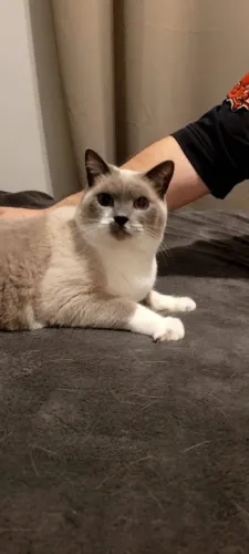 ADOÇÃO RESPONSÁVEL Gato Siamês Branco e Cinza CASTRADO