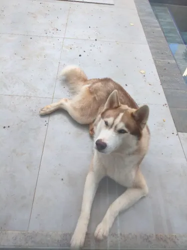 Husky siberiano macho 