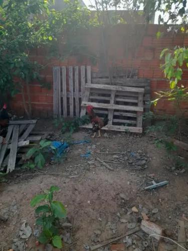 Galo