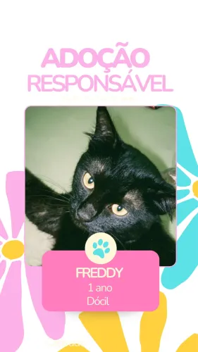 Adoção Gato Macho