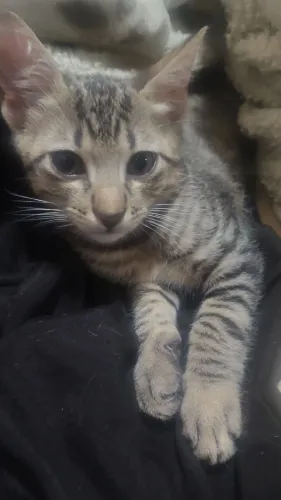 Doação de gatinhos