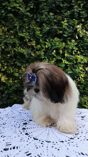 Shih Tzu Macho disponível