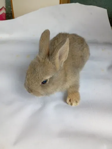 Filhote de coelho raça pequena