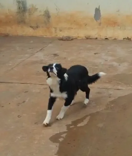 FILHOTE DE BORDER COLLIE - CANIL RUCAM - UKCB
