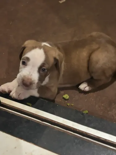 Vende-se Filhotes Pitbull Terrier 