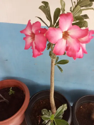 Vendo as 3 mudas pôr 75.00 