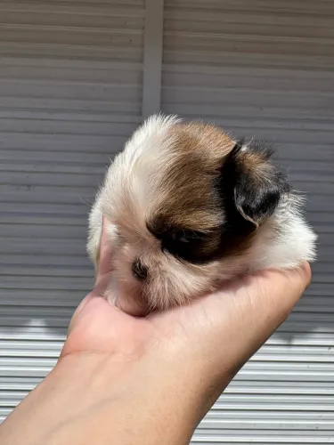 Shitzu