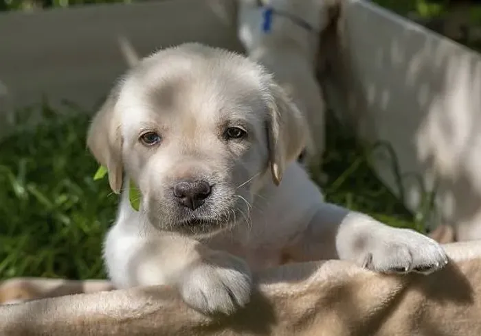 Labrador Retriever ? Filhotes Disponíveis | Reserve o Seu Agora  
