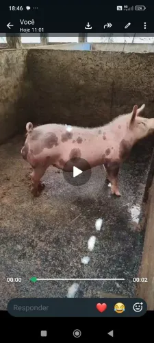 Porco macho