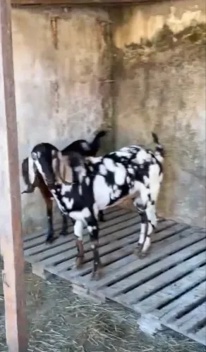Bode e cabras Anglo-Nubiano