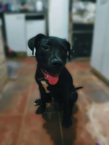 Adoção