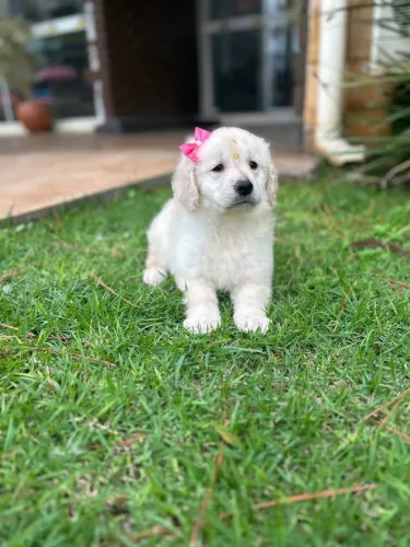 Golden retriever e outras raças