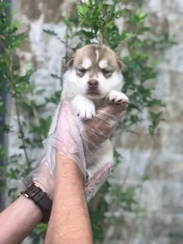 lindos filhotes de Husky siberiano á pronta entrega- Daniela