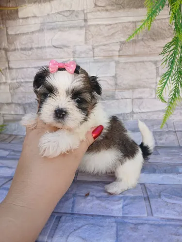 Shitzu fêmea minizinha tricolor 