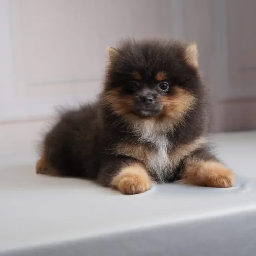Filhotes de Spitz Alemão Anão (Lulu da Pomerânia) - Padrão Ursinho