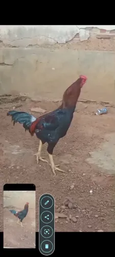 Frango índio 