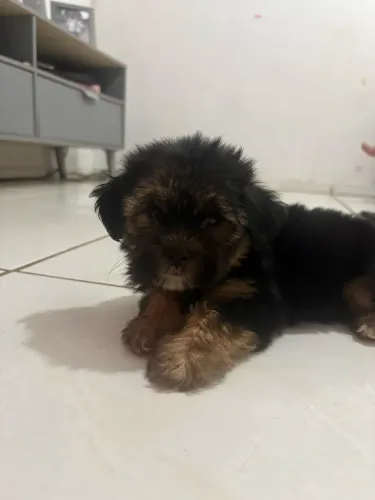 Vendo filhote de shitszu