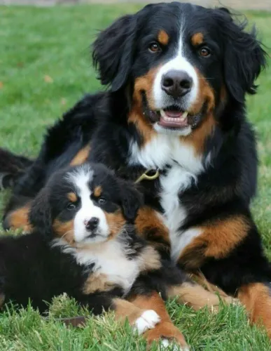 A pronta entrega machinhos de Bernese!!!