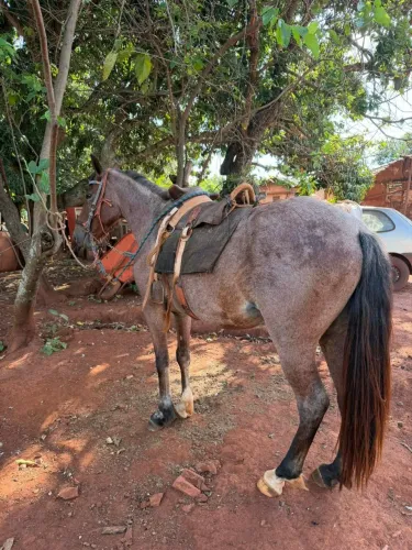 Potra rosilha 