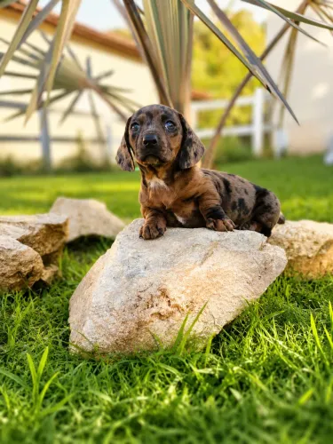 Basset mofadinho arlequim 