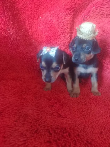 Filhotes de pinscher número 1 