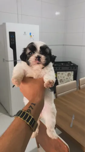 Shih-tzu fêmea 950,00