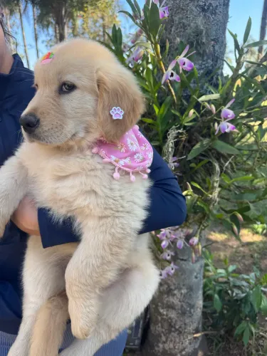 Lindos Filhotes de Golden Retriever