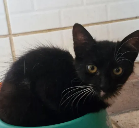 Doação de gatinhos
