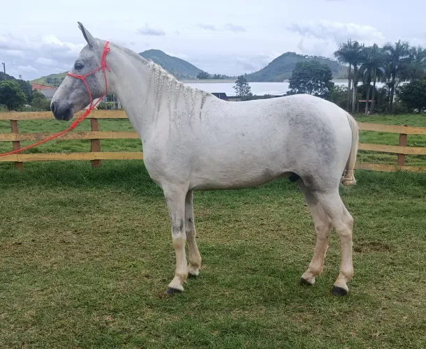 Cavalo marcha picada!!