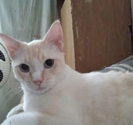 Doa se gato macho castrado 2 anos