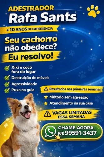 Adestramento de cães 