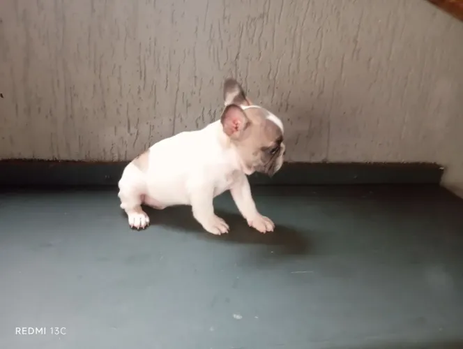 Lindo Filhote de Bulldog Francês