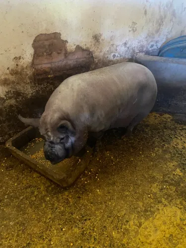 Porco cachaço caruncho 