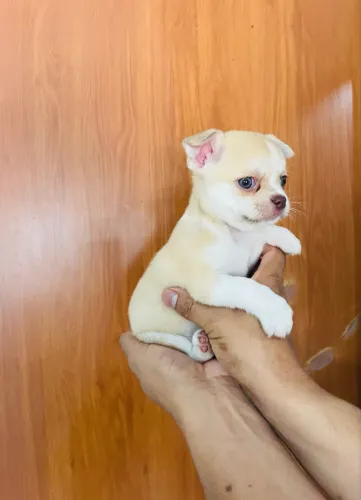 Chihuahua macho