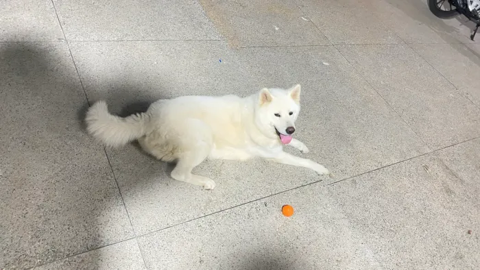 Cachorro Akita inu