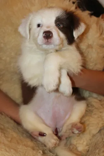 Filhotes Border Collie Fêmea 
